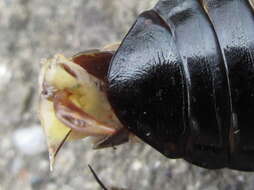 Image of <i>Calosoma maximowiczi</i>