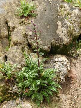 Image of Sacramento Mountain thistle