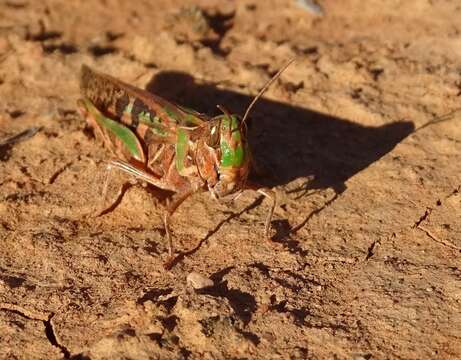 Image of Australian plague locust