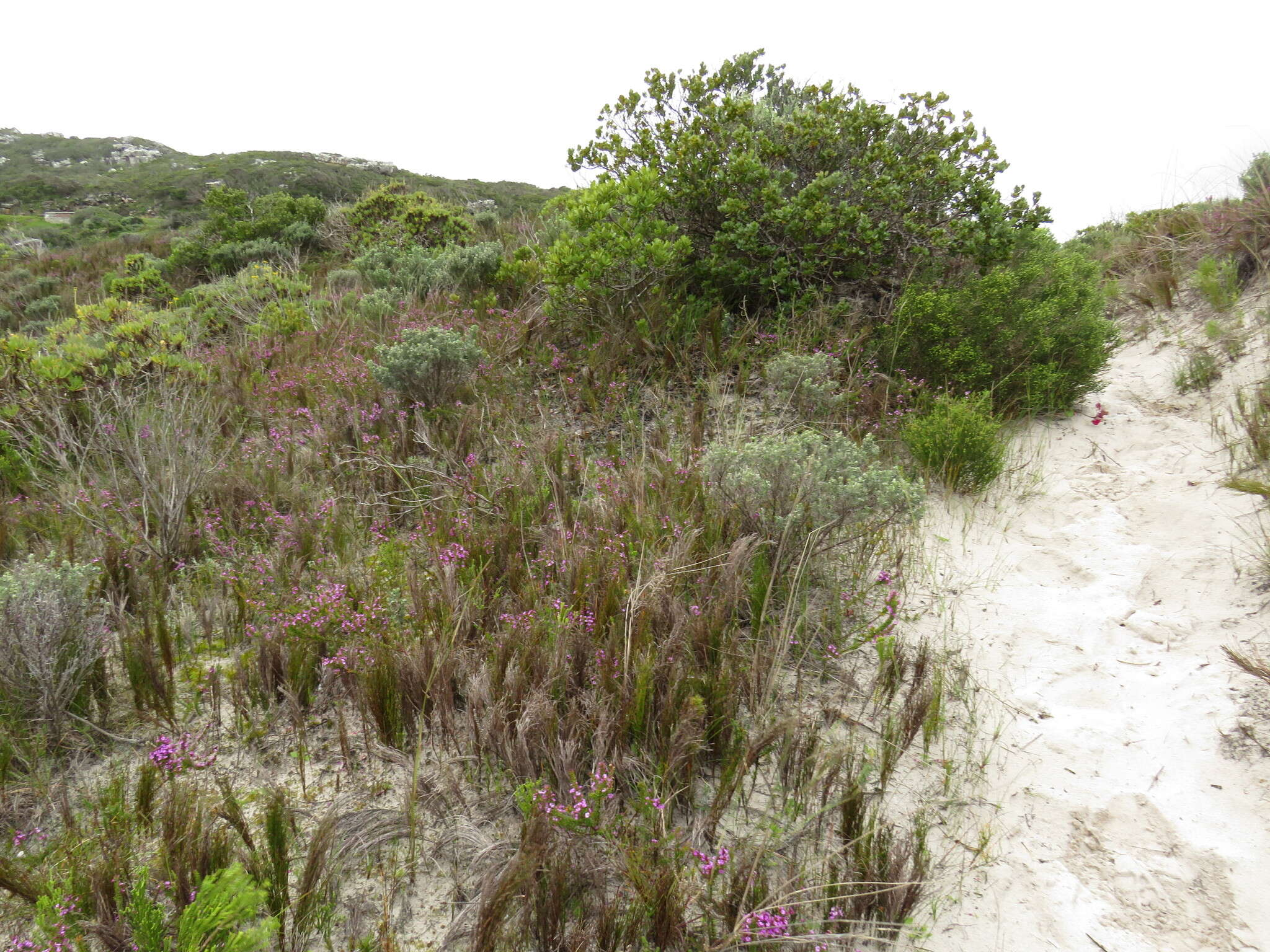 Image of Muraltia pageae Levyns