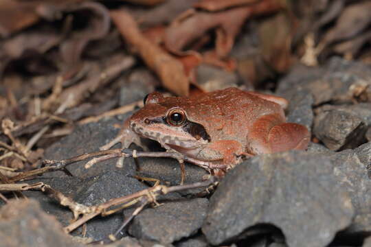 Image of Amboli leaping frog