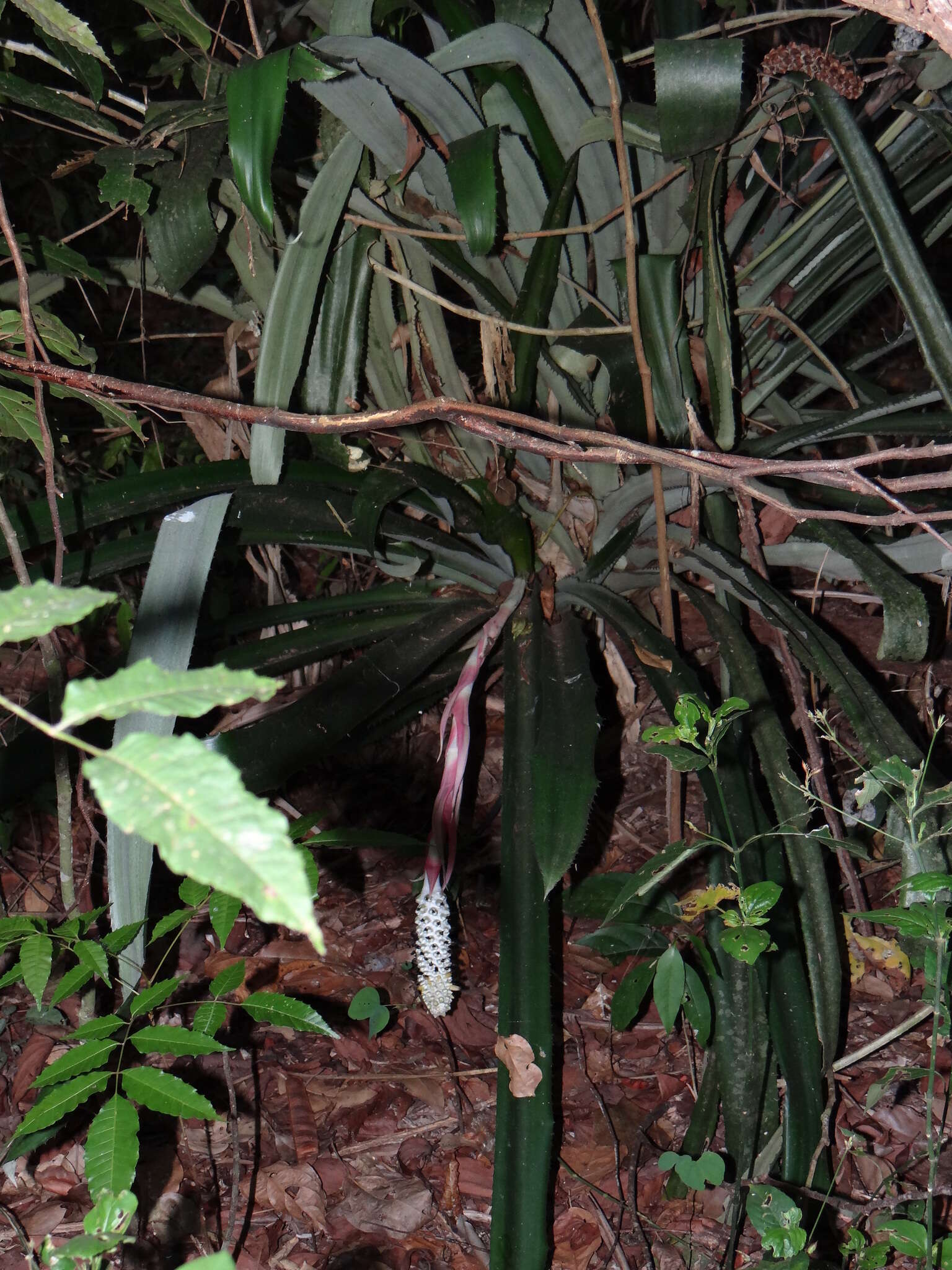 Image of Aechmea bromeliifolia (Rudge) Baker ex Benth. & Hook. fil.