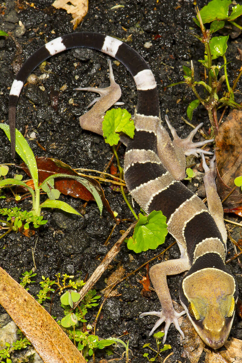 Слика од Cyrtodactylus australotitiwangsaensis Grismer, Wood Jr, Quah, Anuar, Muin, Sumontha, Ahmad, Bauer, Wangkulangkul, Grismer & Pauwels 2012