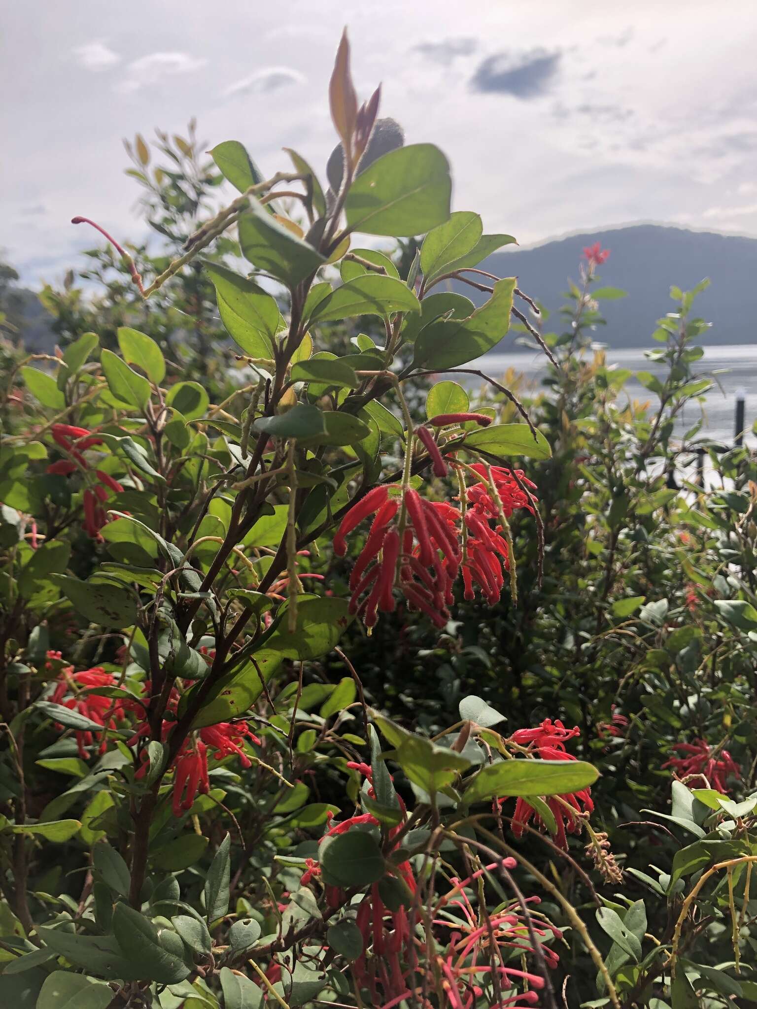 Image of Grevillea rhyolitica R. O. Makinson