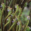 Слика од Phacelia robusta (Macbr.) I. M. Johnst.