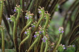 Image of stout phacelia