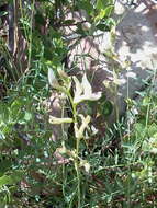 Image of Spring Mountain milkvetch