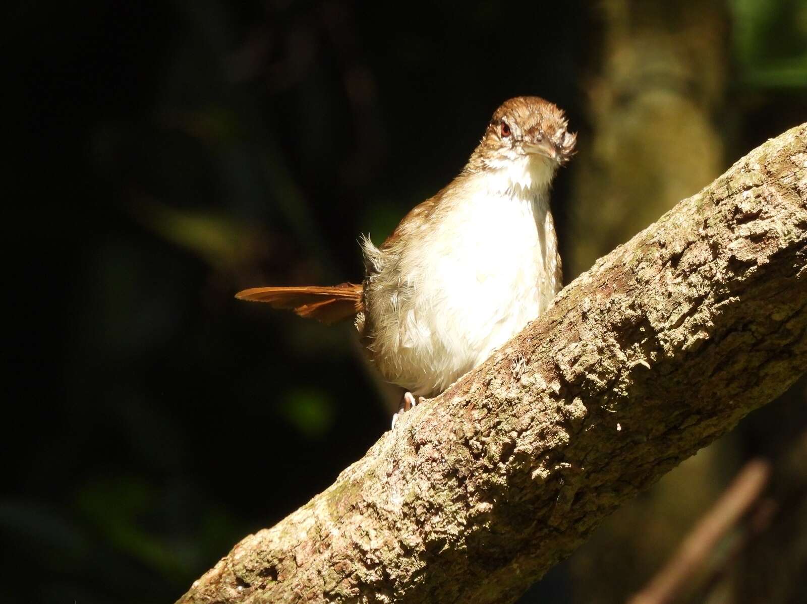 Image de Bulbul de brousse