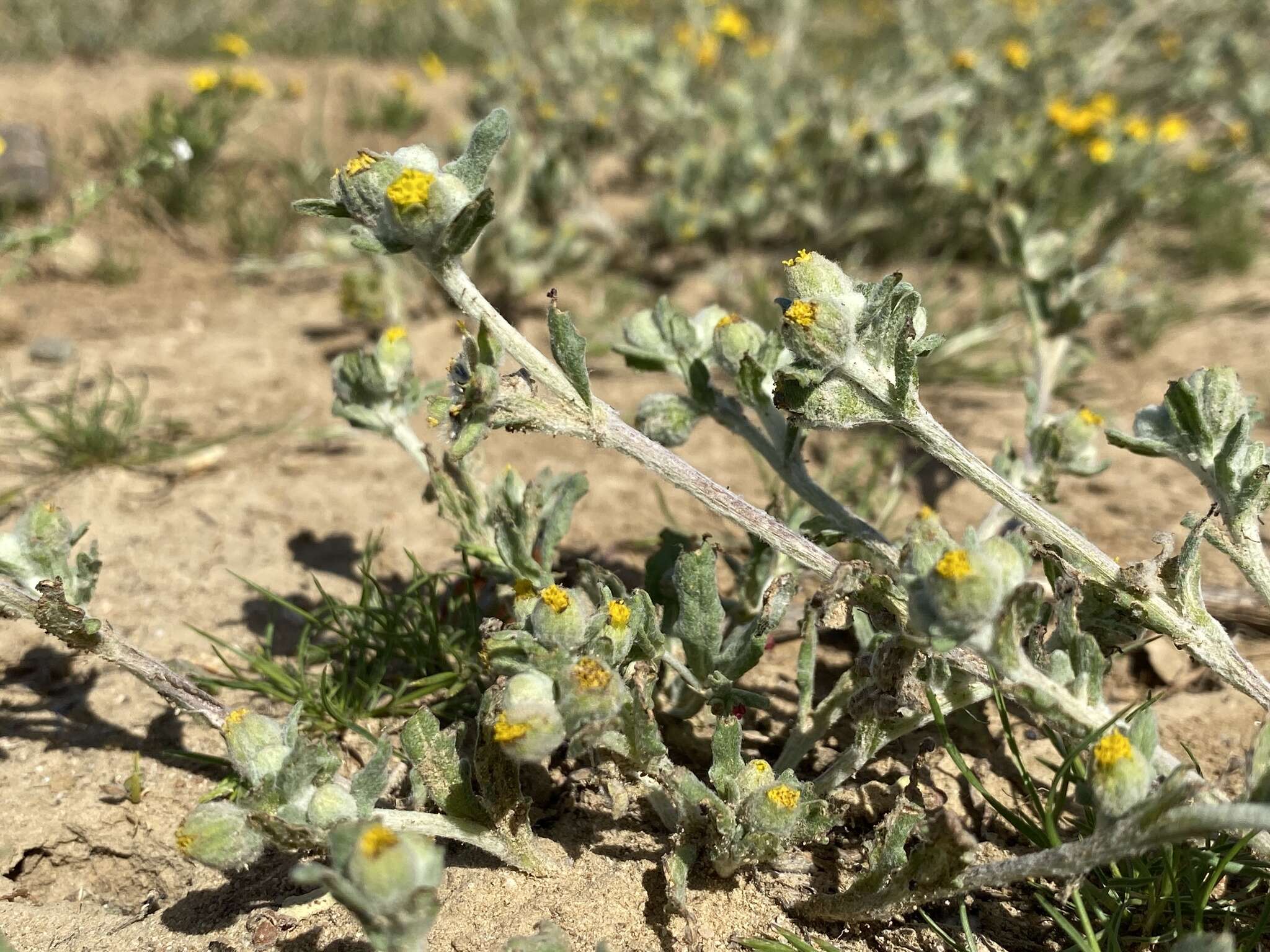 Image of San Joaquin woollythread