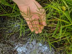 Image of bulblet-bearing water hemlock