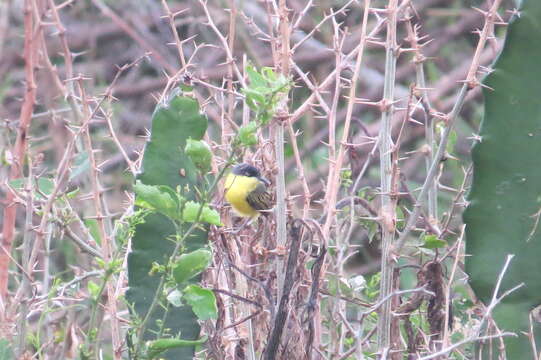 Todirostrum cinereum (Linnaeus 1766) resmi