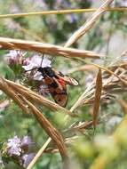 Image of Zygaena hilaris Ochsenheimer 1808