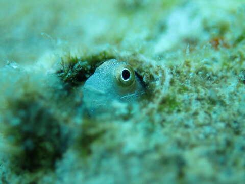 Image of Alloblennius