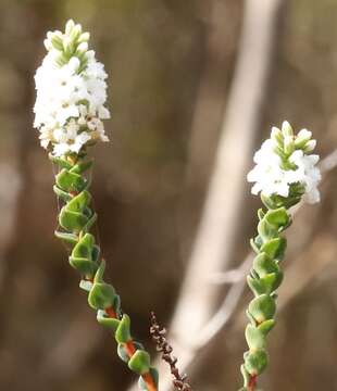 Sivun Leucopogon cucullatus R. Br. kuva