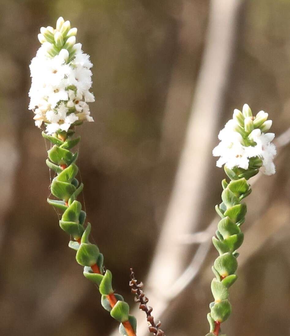 Plancia ëd Leucopogon cucullatus R. Br.