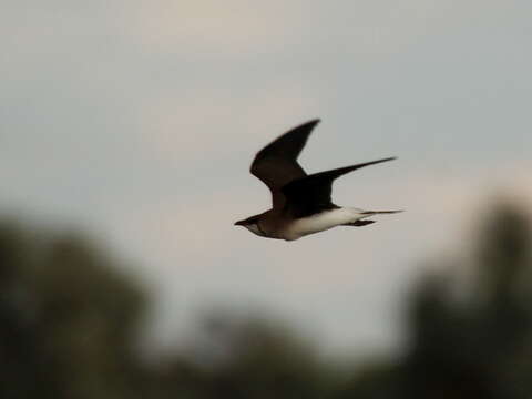 Image of Black-winged Pratincole