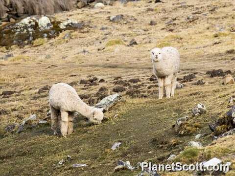 Image of Alpaca