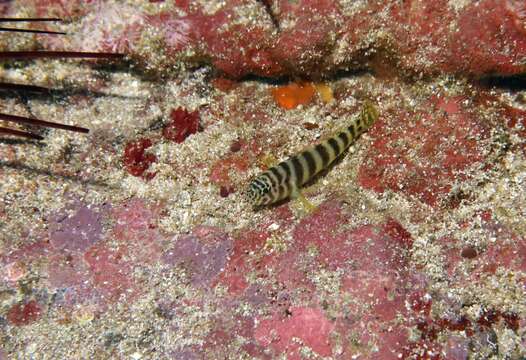 صورة Gorogobius nigricinctus (Delais 1951)