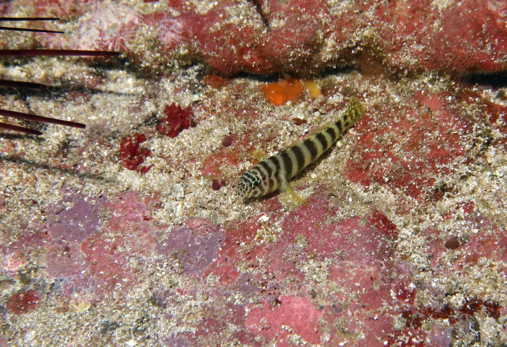 Image of Gorogobius nigricinctus (Delais 1951)