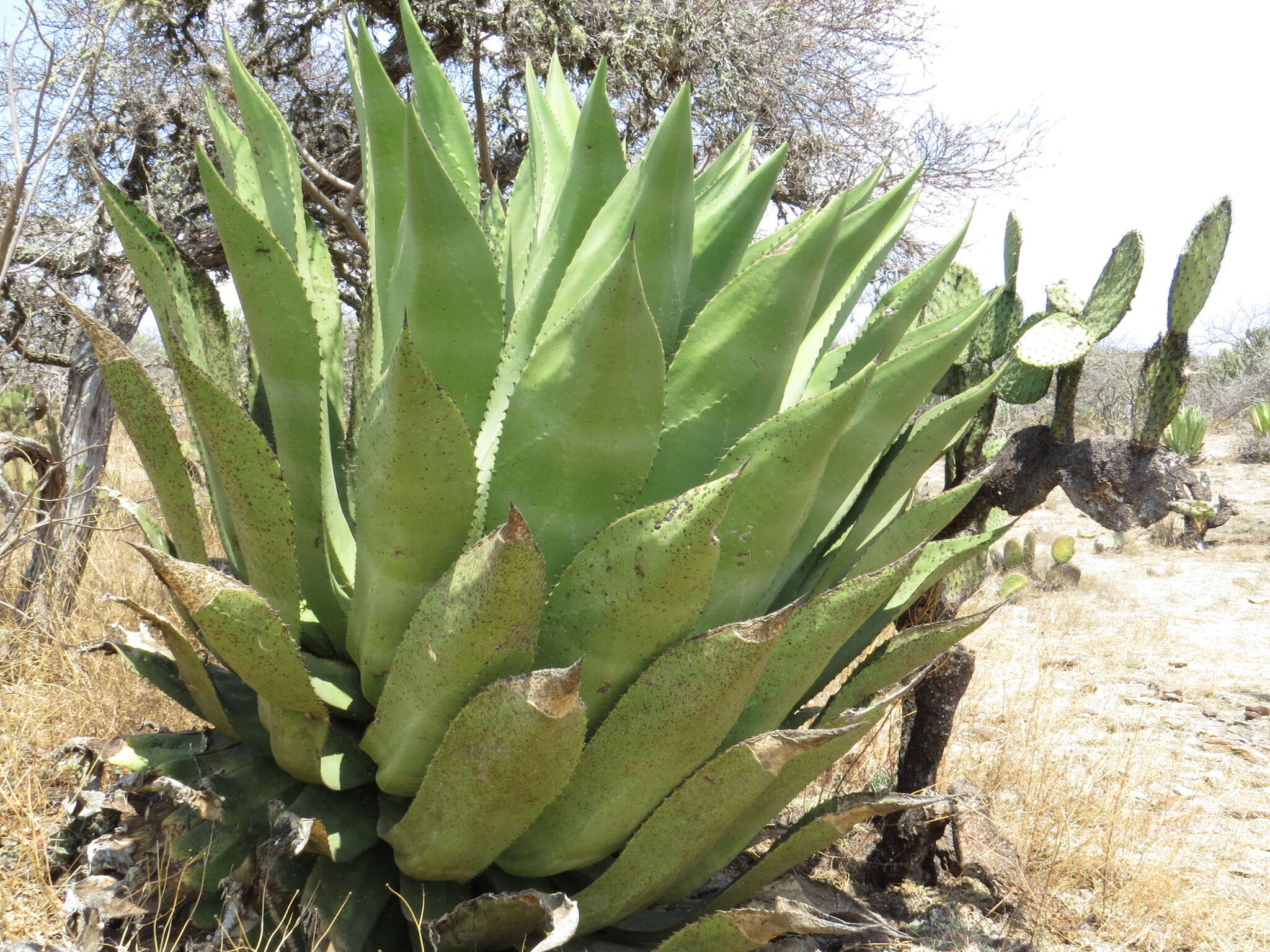 Image of Agave scaposa Gentry