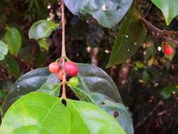 Image of Cyclophyllum multiflorum S. T. Reynolds & R. J. F. Hend.