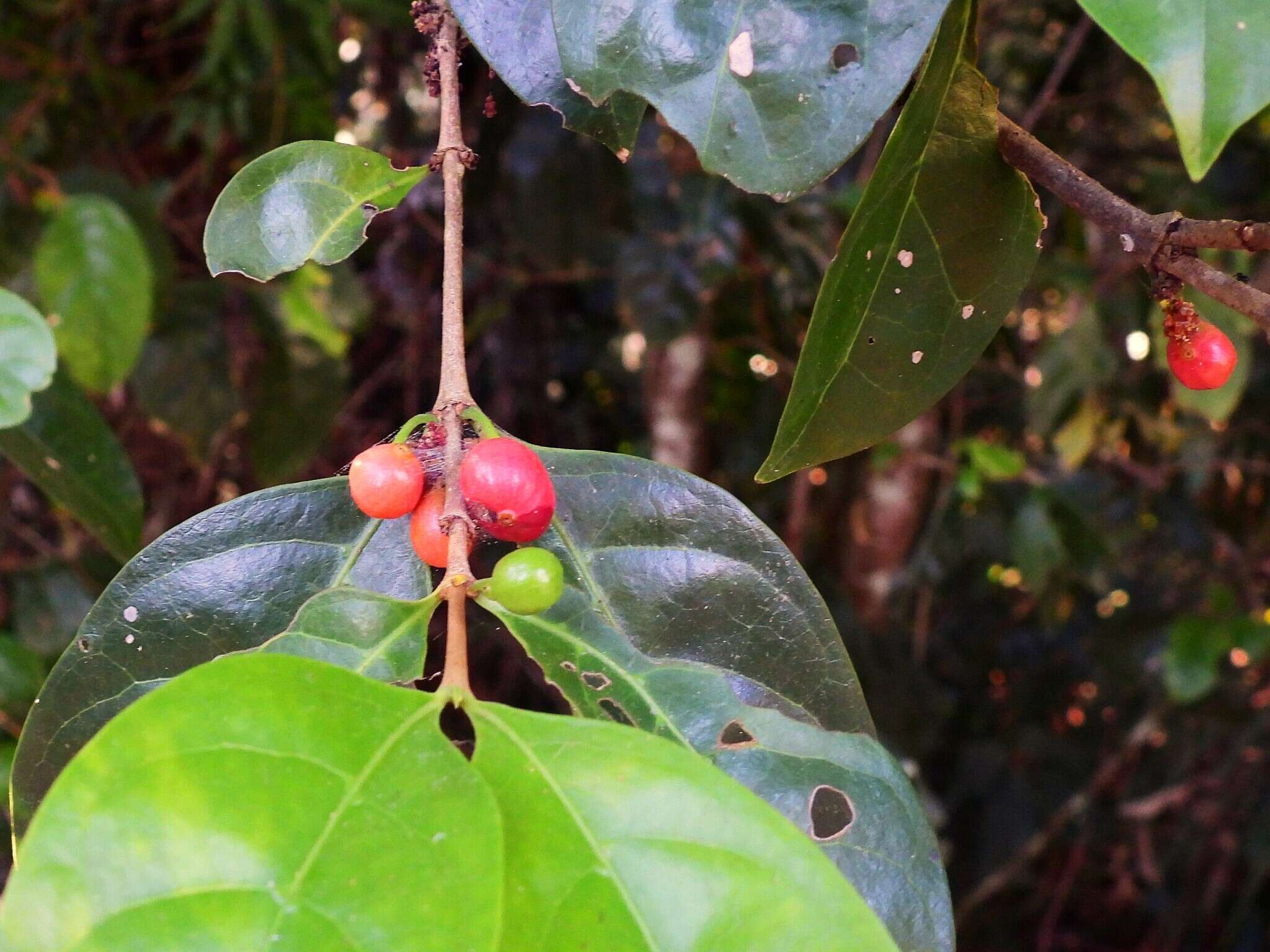 Image of Cyclophyllum multiflorum S. T. Reynolds & R. J. F. Hend.