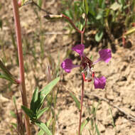 Sivun Clarkia tembloriensis Viasek kuva