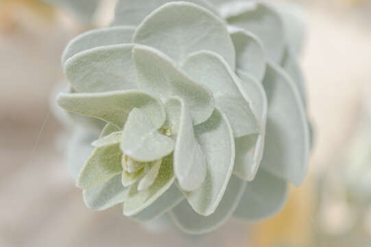 Image of Atriplex farinosa Forsk.