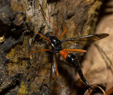 Image of Tanyptera (Tanyptera) dorsalis (Walker 1848)