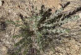 Image of rockyscree false goldenaster