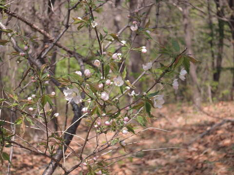 Imagem de Prunus glandulosa C. P. Thunb. ex A. Murray