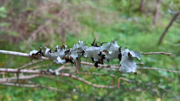 Image of Arnold's parmotrema lichen