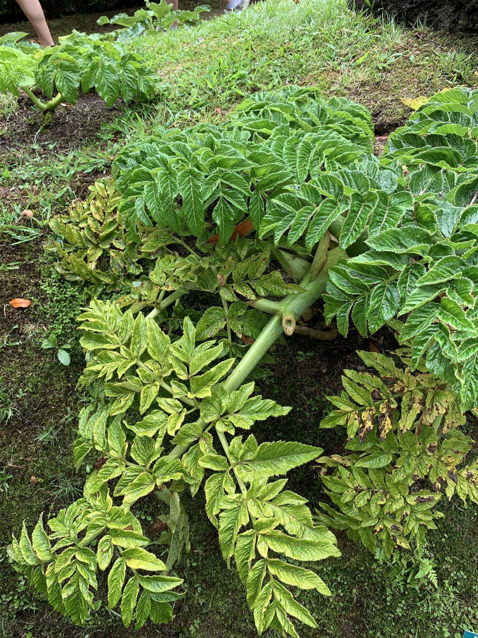 Image of Angelica lignescens