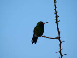 Image of Glittering-bellied Emerald