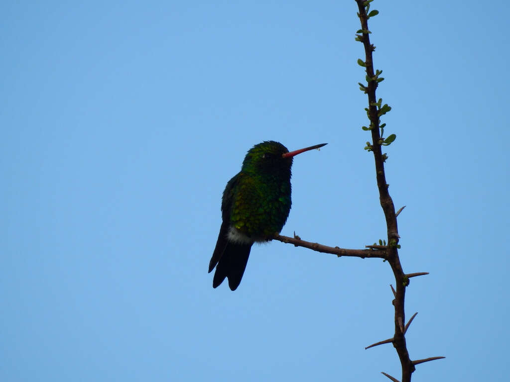 Image of Glittering-bellied Emerald