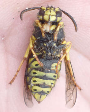 Image of Aerial yellowjacket