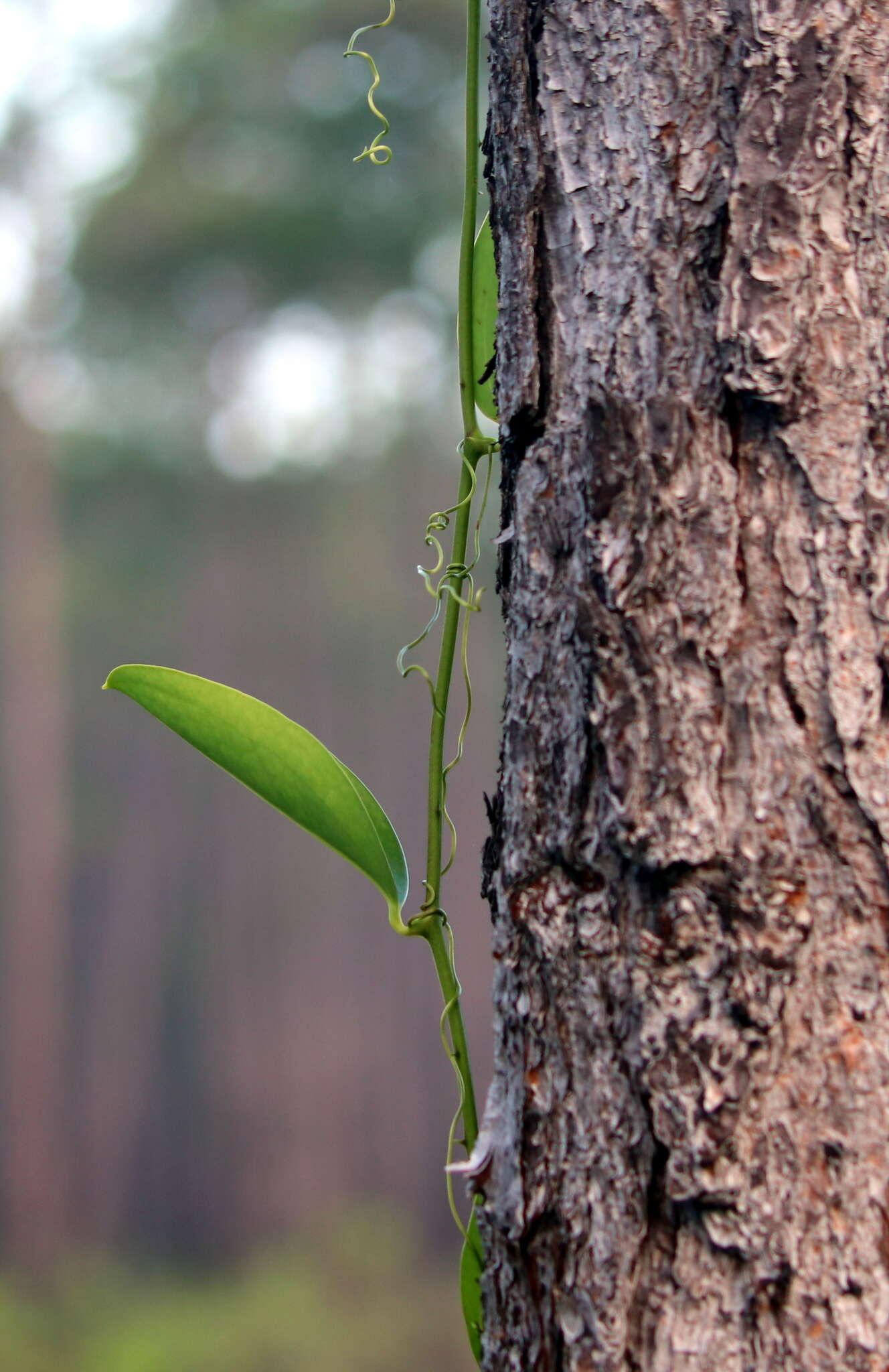 Sivun Smilax laurifolia L. kuva