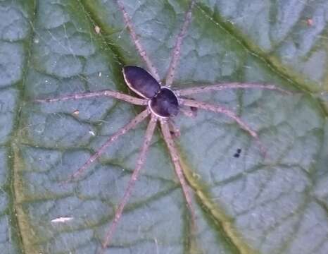 Image of Philodromus dispar Walckenaer 1826