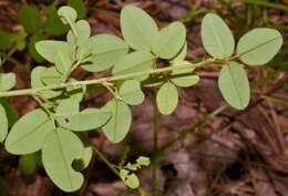 Image de Lespedeza repens (L.) W. P. C. Barton