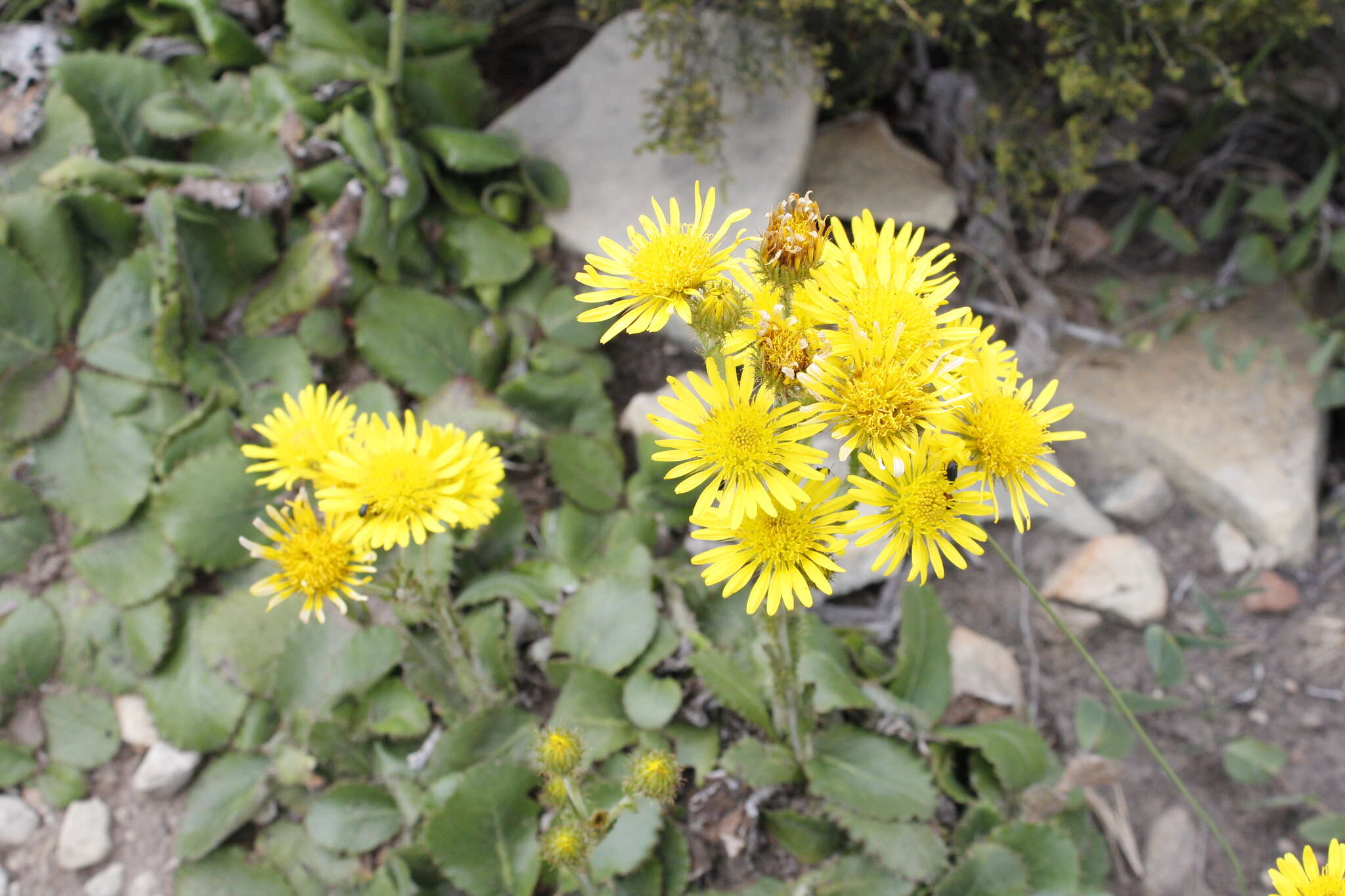 Sivun Berkheya rhapontica (DC.) Hutch. & Burtt Davy kuva