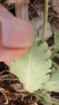 Image of Sixalix atropurpurea subsp. maritima (L.) Greuter & Burdet