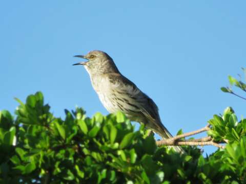 Image of Bahama Mockingbird