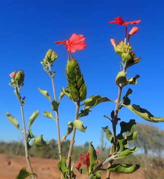 Image of Crossandra humbertii Benoist