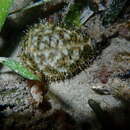 Image of tiger cowrie