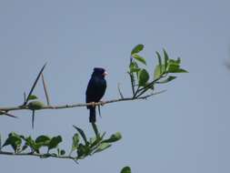 Image of Village Indigobird