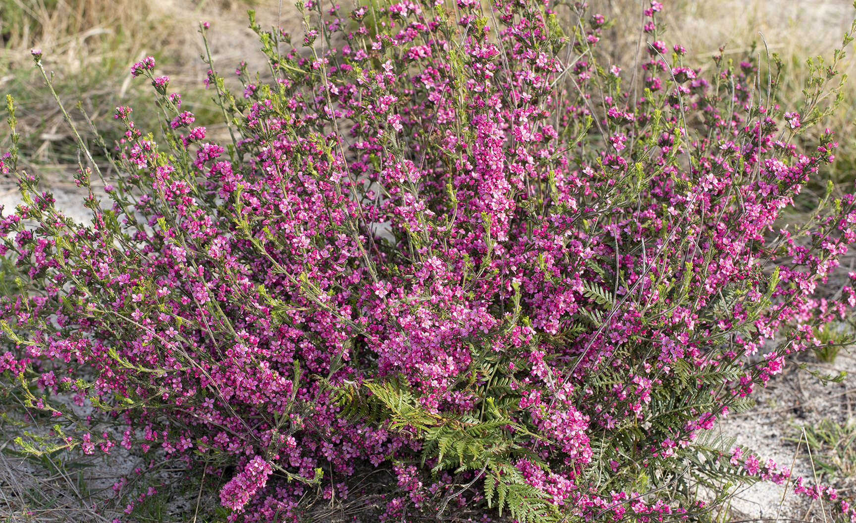 Image of Cyanothamnus anemonifolius