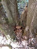 Image of Ganoderma brownii (Murrill) Gilb. 1962