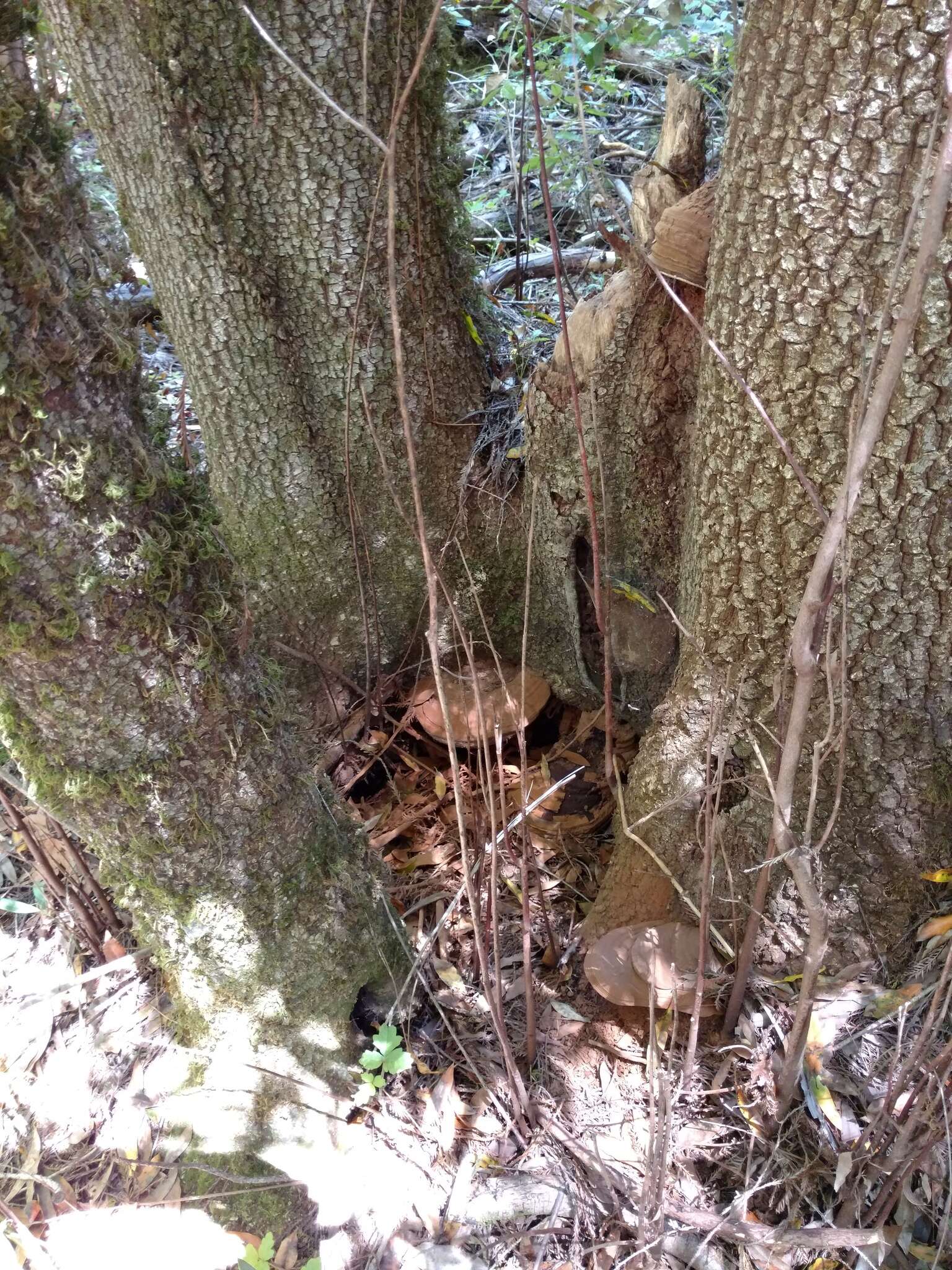 Plancia ëd Ganoderma brownii (Murrill) Gilb. 1962