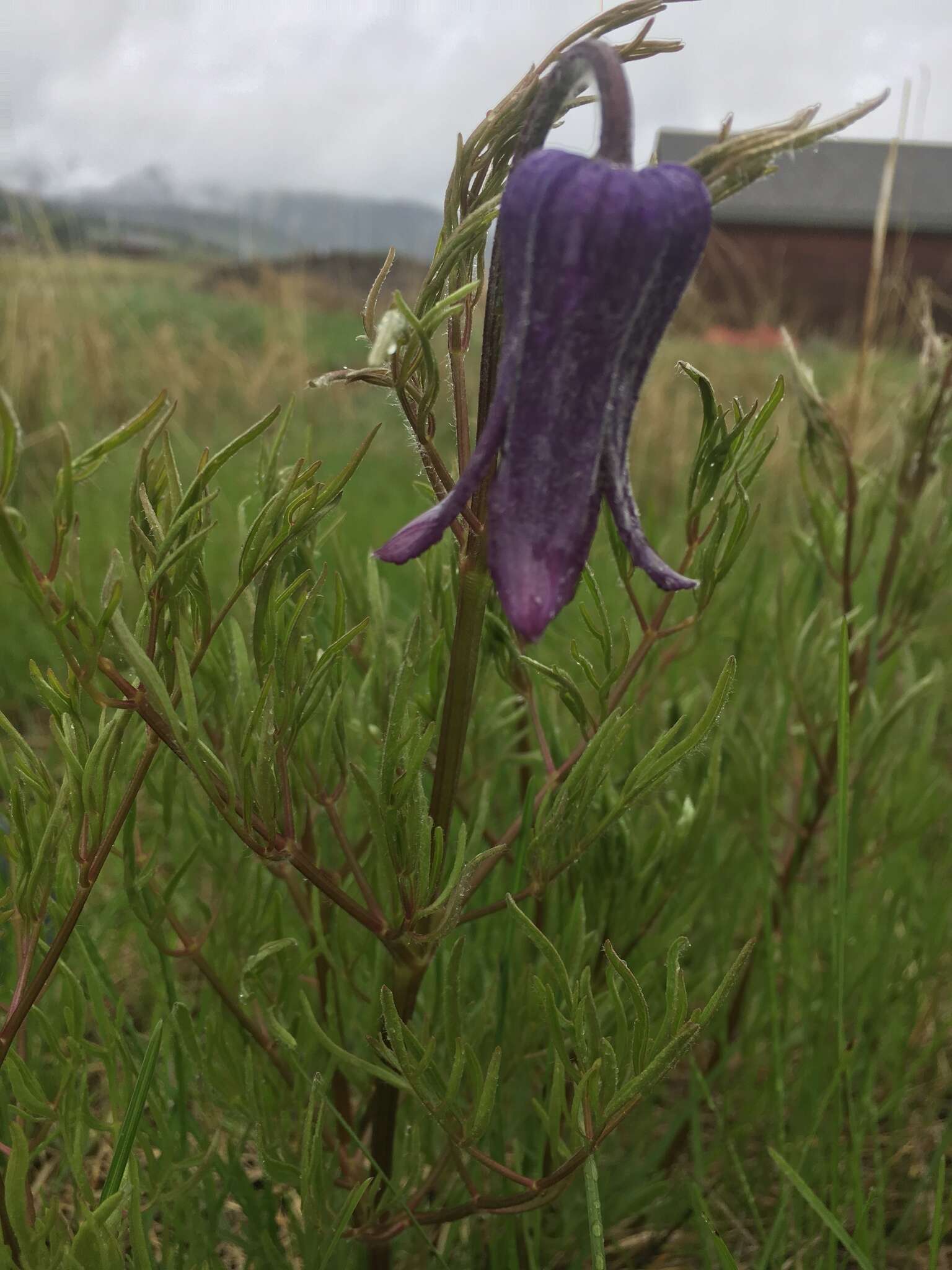 Image of hairy clematis