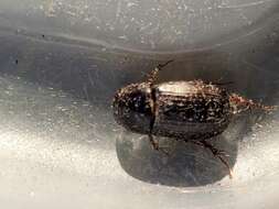 Image of Night-flying Dung Beetle